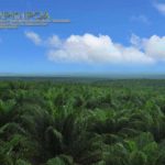 Uni Eropa Keliru Lagi! Emisi Sawit Indonesia Hanya 20-25 ton CO2/Ha/Tahun