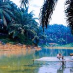 Sawit Yang Irit Lahan Dilarang! Lahan Habis Hutan Juga Bisa Jadi Korban