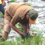 Padi Gogo & Tumpang Sisip Sawit! Topang Ketahanan Pangan..