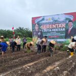 Dukung Ketahanan Pangan Nasional, GAPKI Kalsel Ajak Perusahaan Anggota Tanam Padi Gogo dan Jagung Serentak
